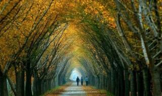 托物言志诗 托物言志诗