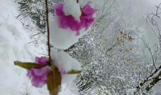 三月飞雪是什么兆头 三月飞雪是什么兆头